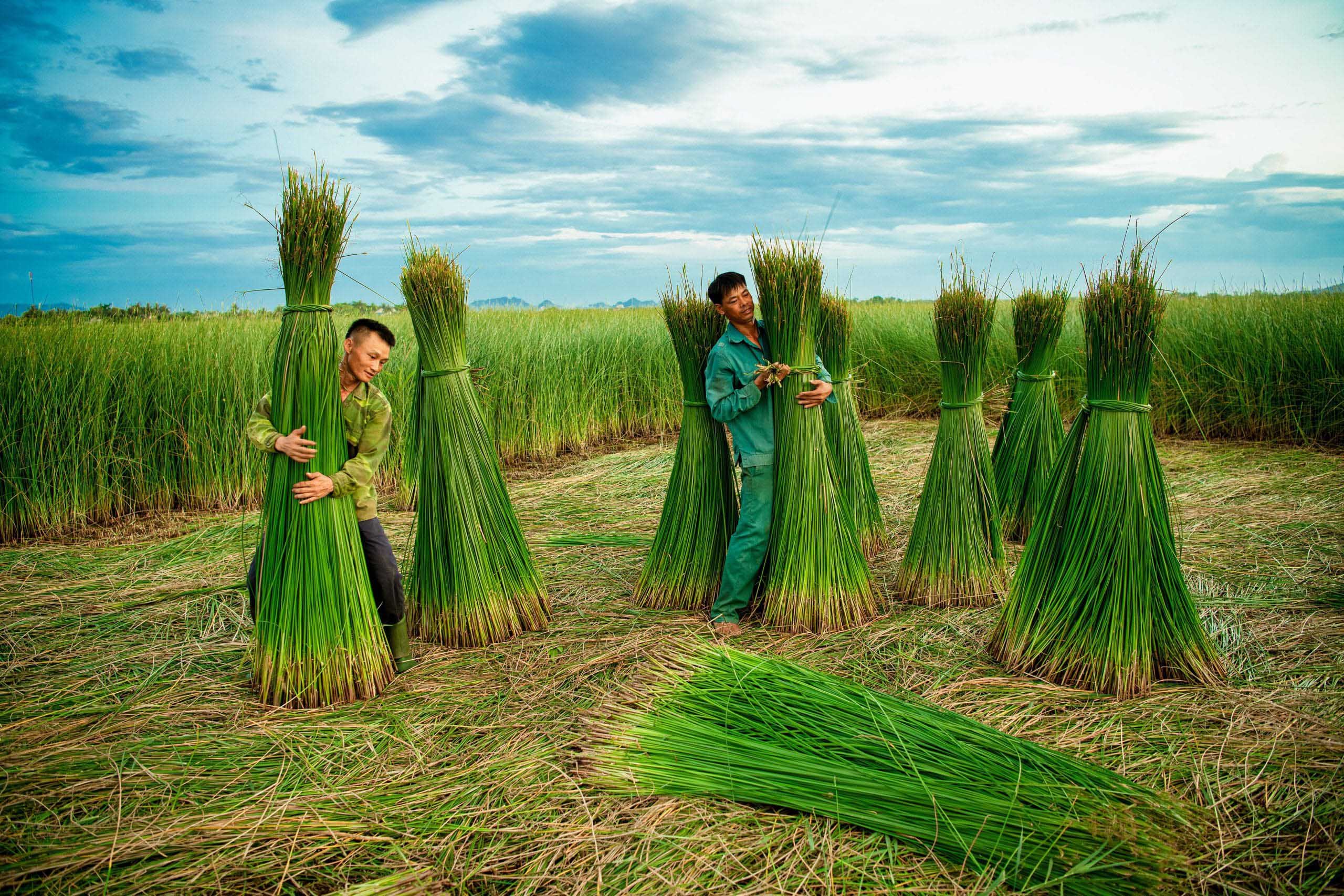 Nhiều nguy cơ với nguyên liệu mây tre lá phục vụ các làng nghề